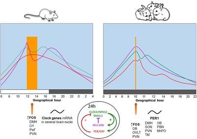 Food-Anticipatory Behavior in Neonatal Rabbits and Rodents: An Update on the Role of Clock Genes